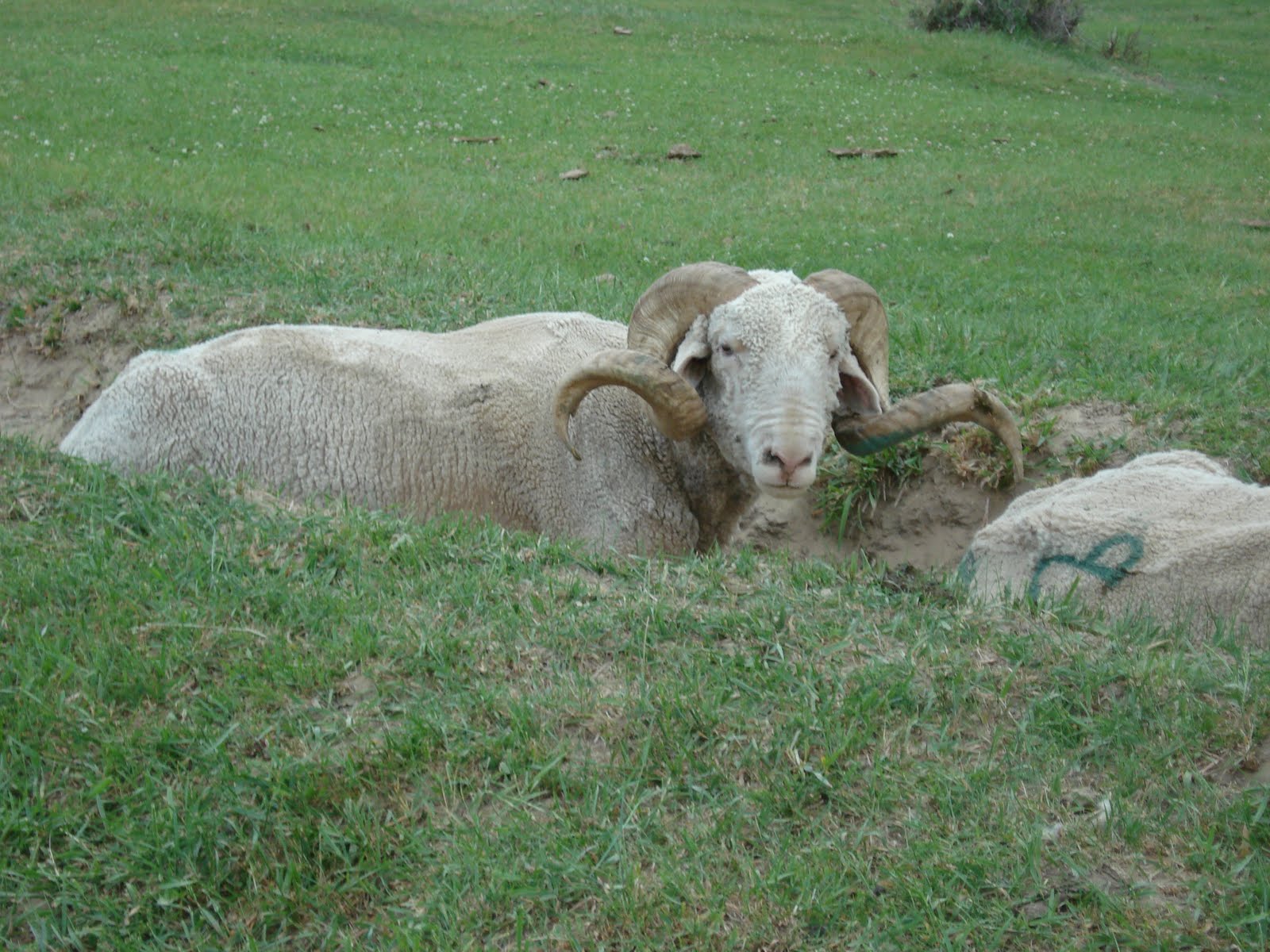 FARMGIRLS ON THE LOOSE - ROAD TRIP: Pilgrim Ranch in Baggs to Green ...