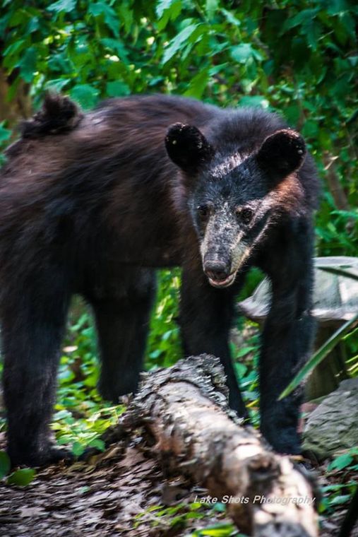 Ozark Dragon Black Bears at the Lake of the Ozarks?