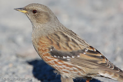 Cercavores (Prunella collaris)