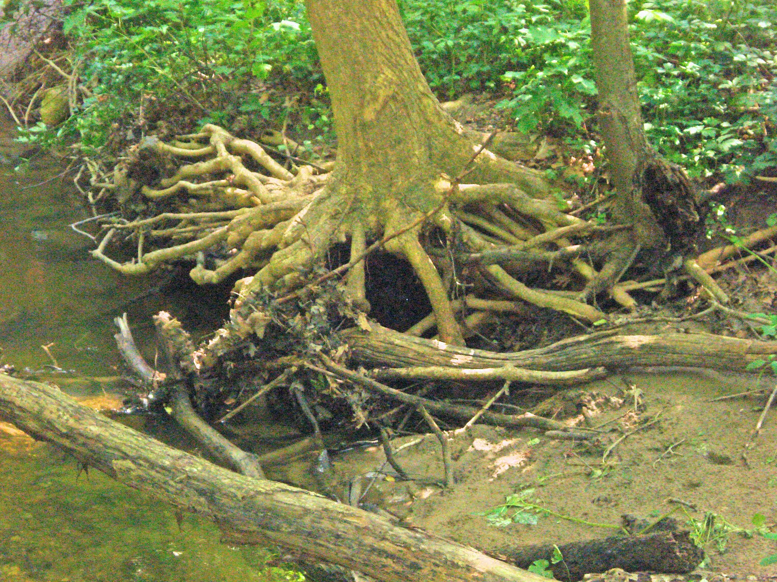 With Strings Attached: Dead Dog Creek Ravine, end of July