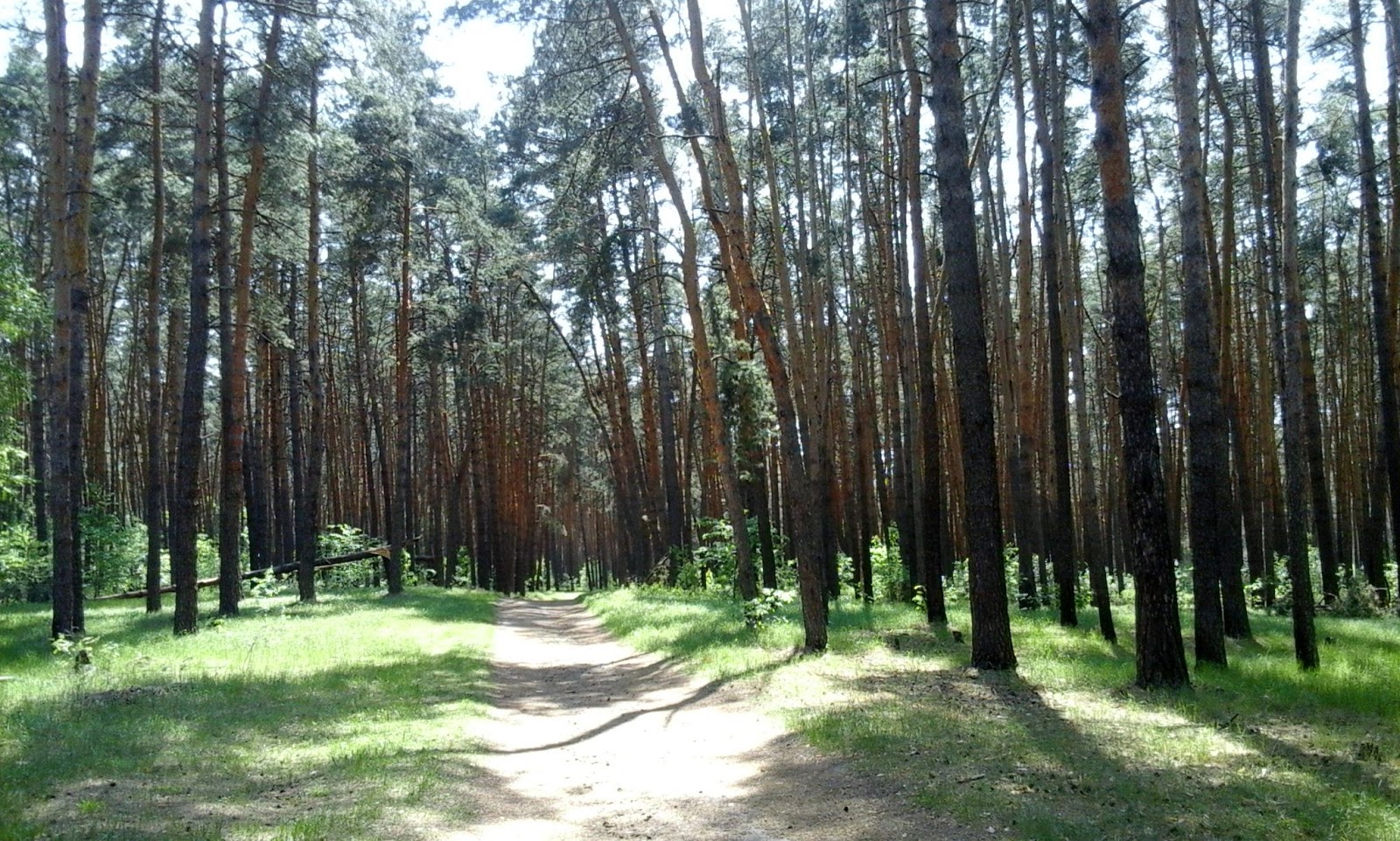 сладостней в бору. шишкин сосновый бор описание картины. лес сосновый бор новокузнецк. бор. сладостней в бору.