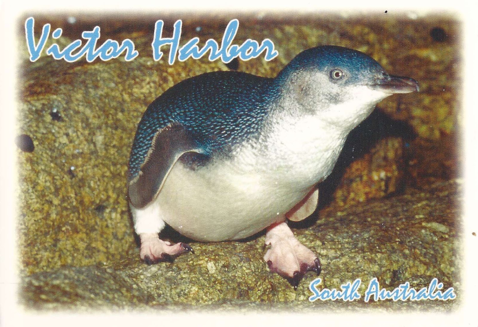 A Journey of Postcards: Cookie the Little Penguin | Australia