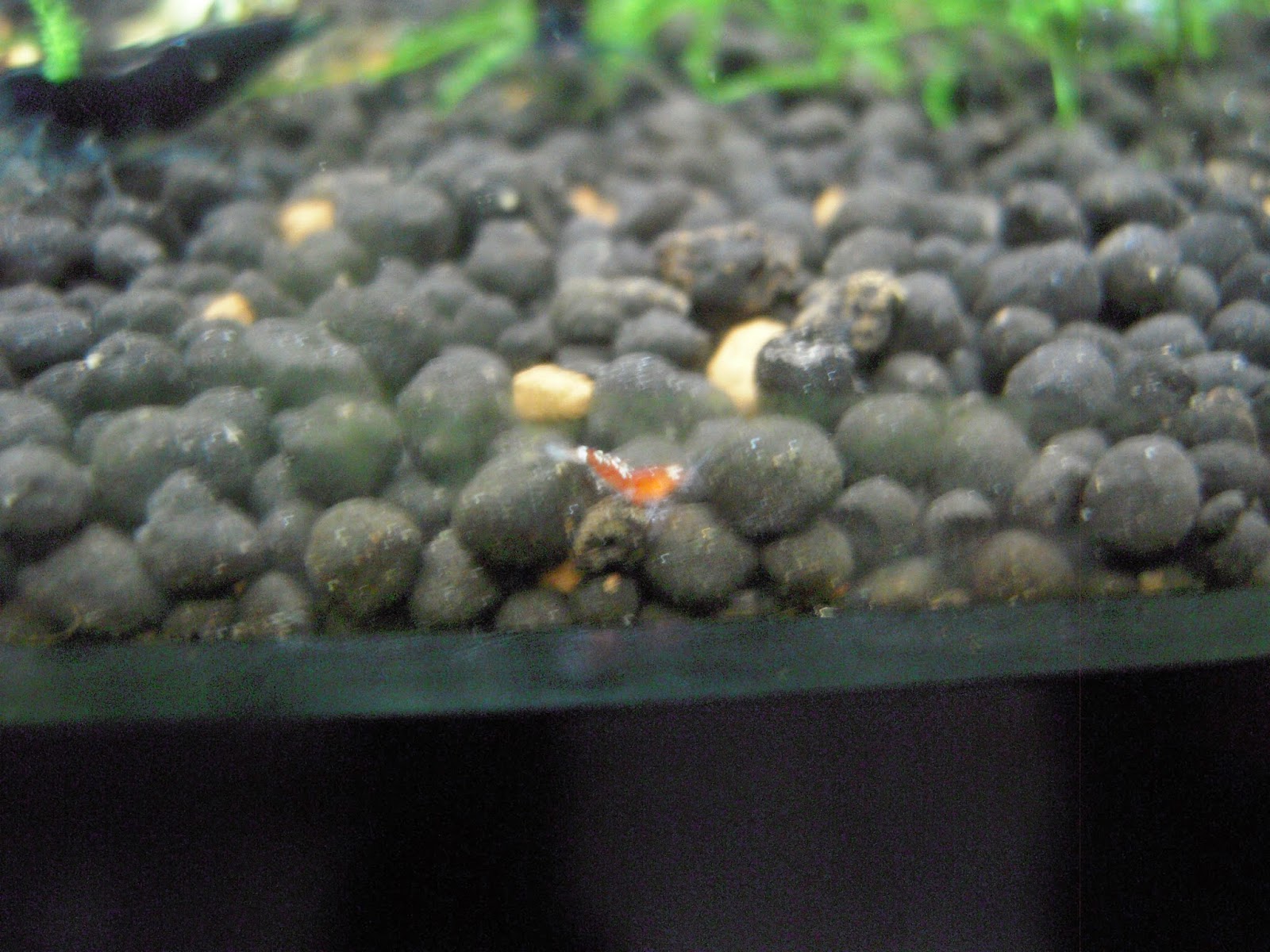 Crystal Red Shrimp More Pinto Shrimp