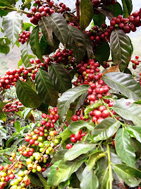 Kahve ağacındaki kırmızı kahve çekirdekleri