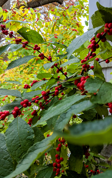 image of some red winter berries sprouting on a bush