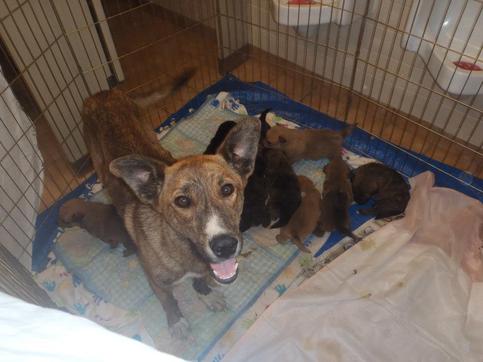 Bridlewood Veterinary Clinic Alberta Spay Neuter Task Force