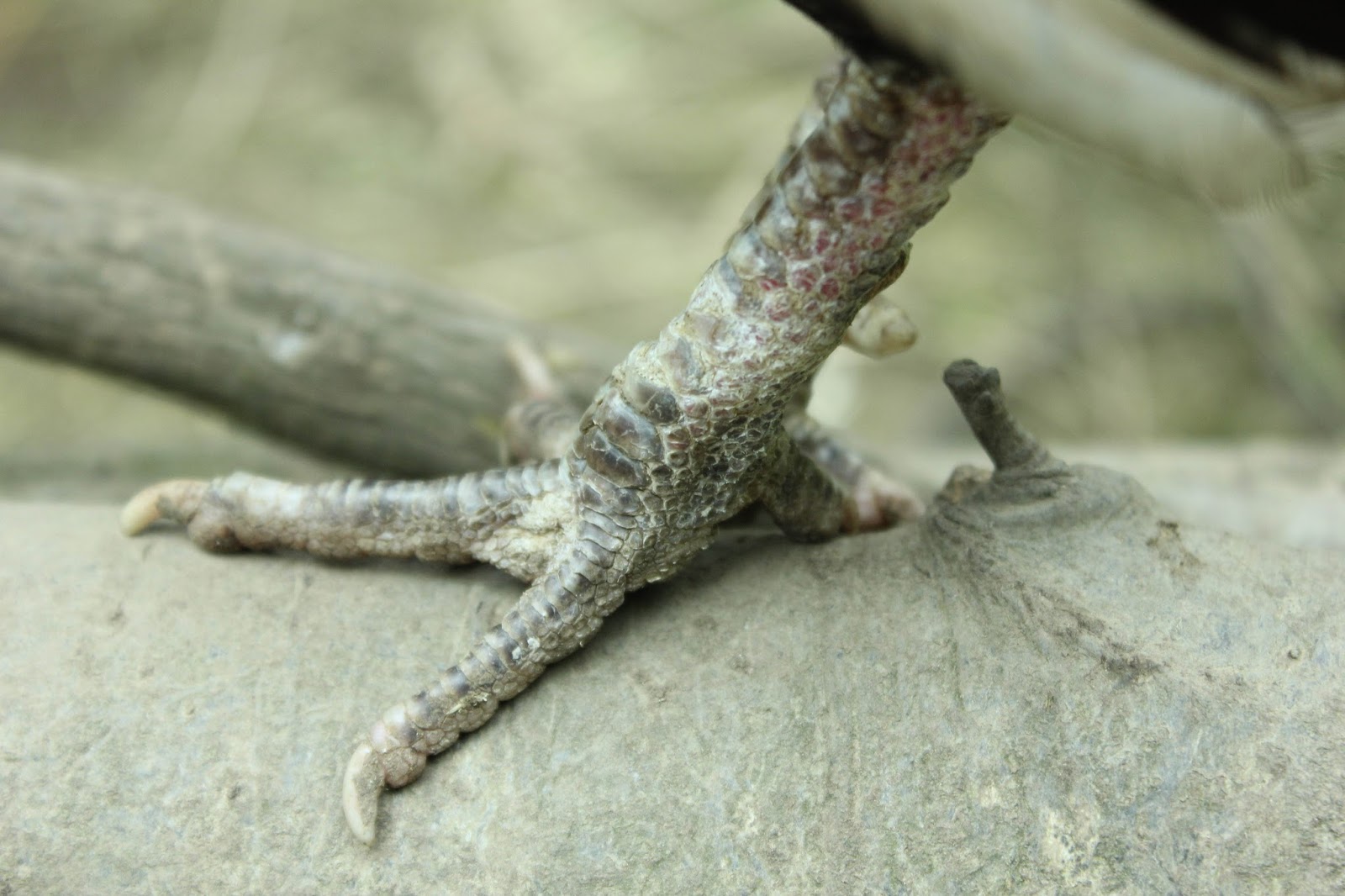 scaly-leg-and-face-mite-infestations-why-they-happen-what-to-do-part