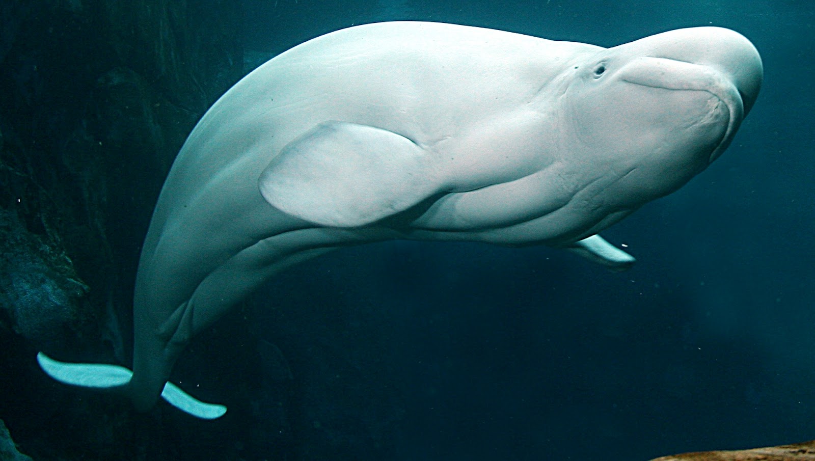 Beluga Whale Pictures 10