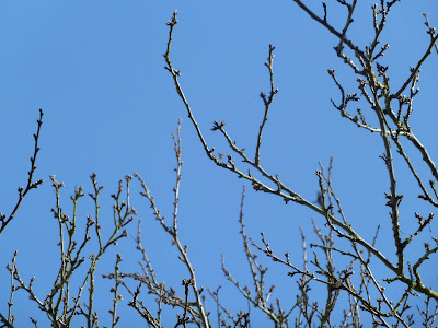 Plum tree buds oxford 10 Mar 2012