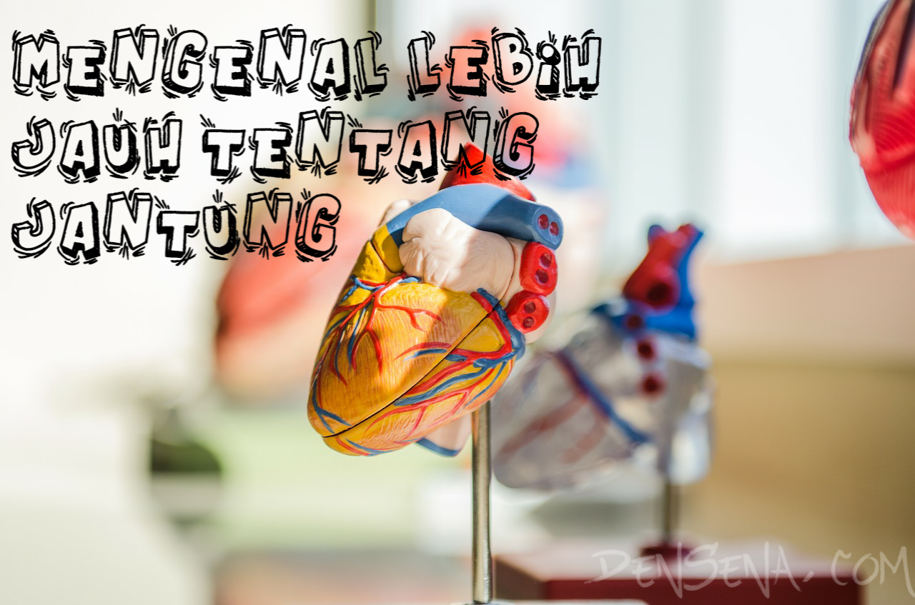 Pengertian Jantung Secara Lengkap dan Fungsi Jantung Pada Manusia