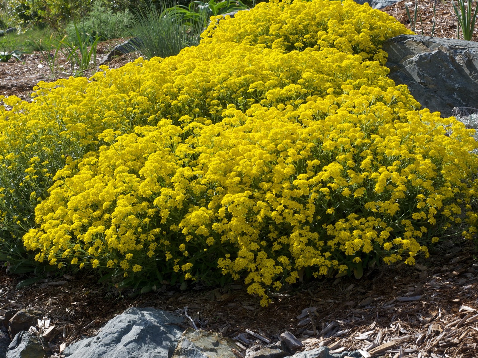 Apples and Asclepias Okanagan Dryland SpringFlowering Perennials