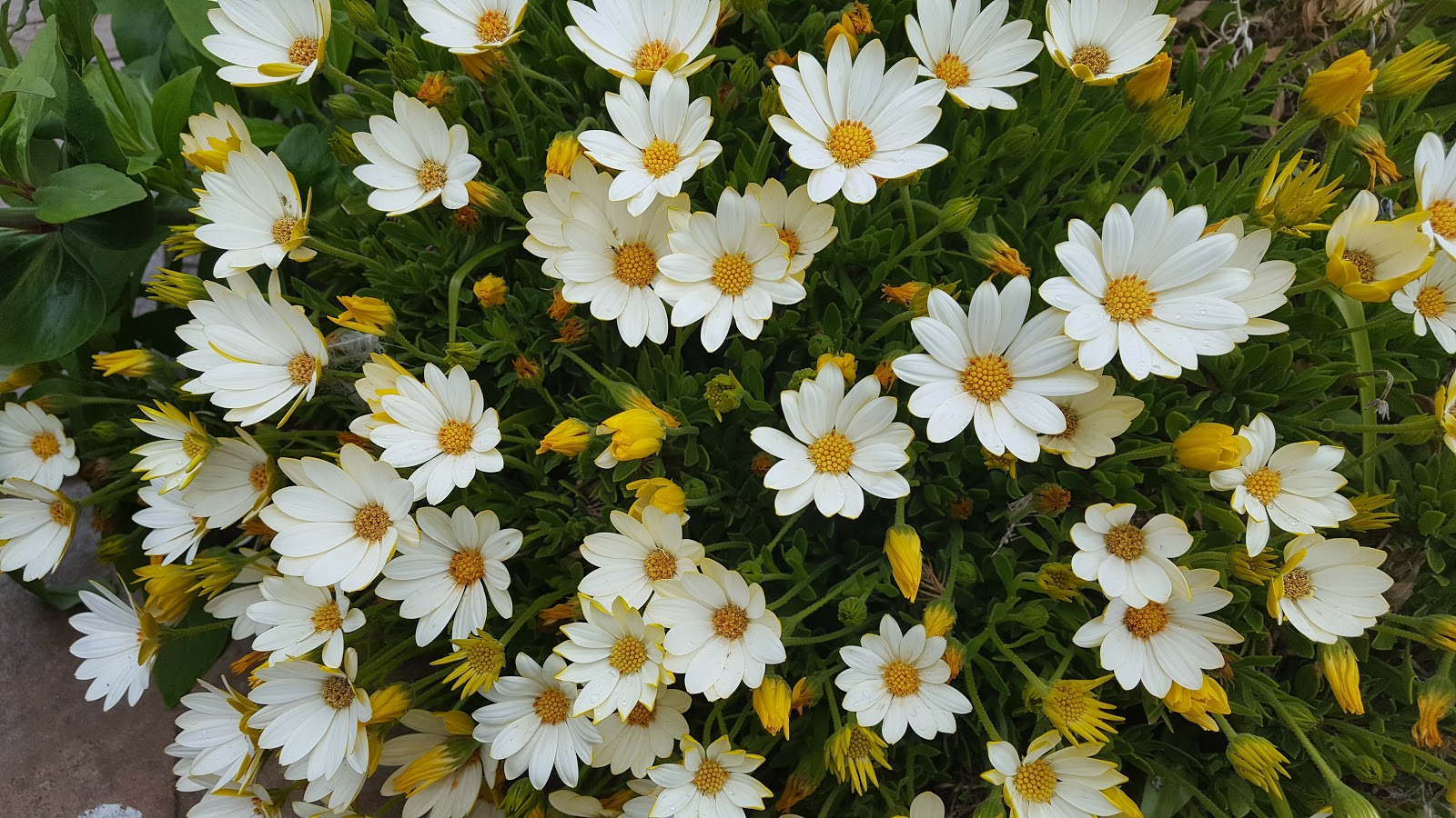 HOW TO GROW AFRICAN RAIN DAISIES The Garden of Eaden