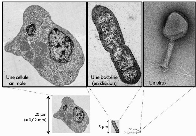 photo d'une cellule eucaryote, comparée à une bacterie (procaryote), comparée à un virus, avec echelle de taille