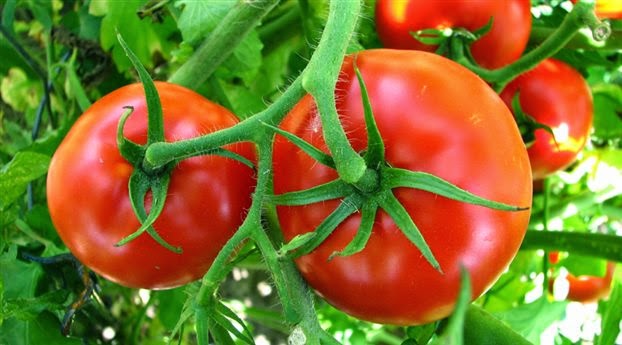 Ντομάτα: Στη γλάστρα και στον κήπο