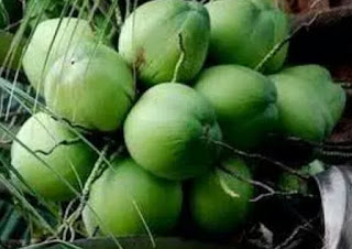 22 Manfaat kelapa hijau