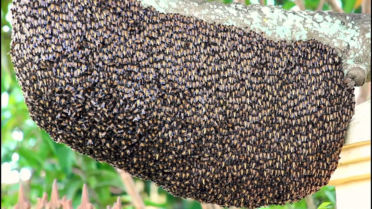 Jenis Jenis Lebah  Madu Yang Ada Di Indonesia Pengetahuan 