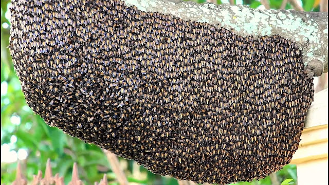  Sarang Lebah Apis Dorsata