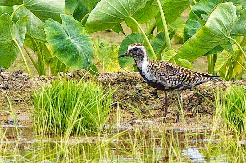 Male, Pacific Golden Plover, water potato field