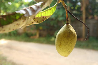gambar buah bacang