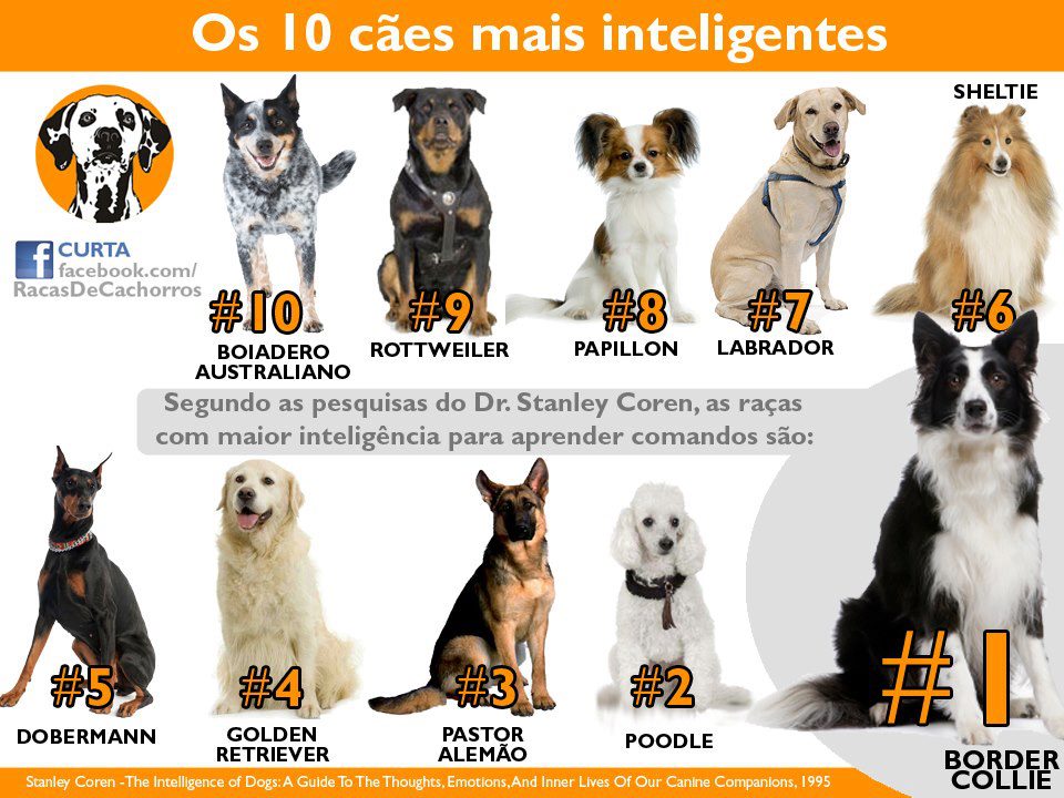 Brilho Pet Veterinária: Os 10 Cães Mais Inteligentes