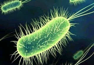 Pengelompokan bakteri berdasarkan bentuk monobasil contohnya yaitu Escherichiacoli bakteri
