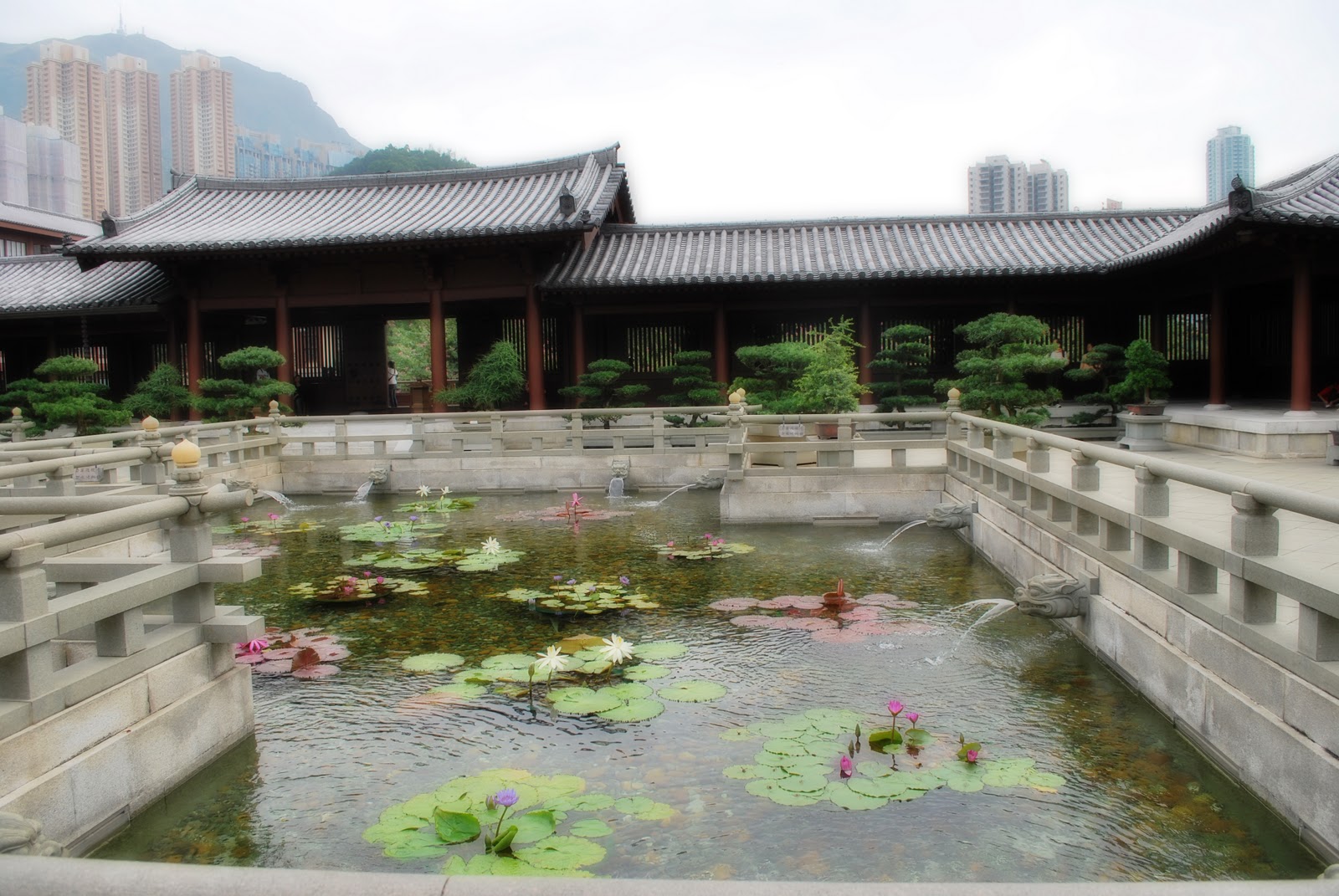 encinitas-koi-pond-image4.jpg encinitas-koi-pond-image4.jpg