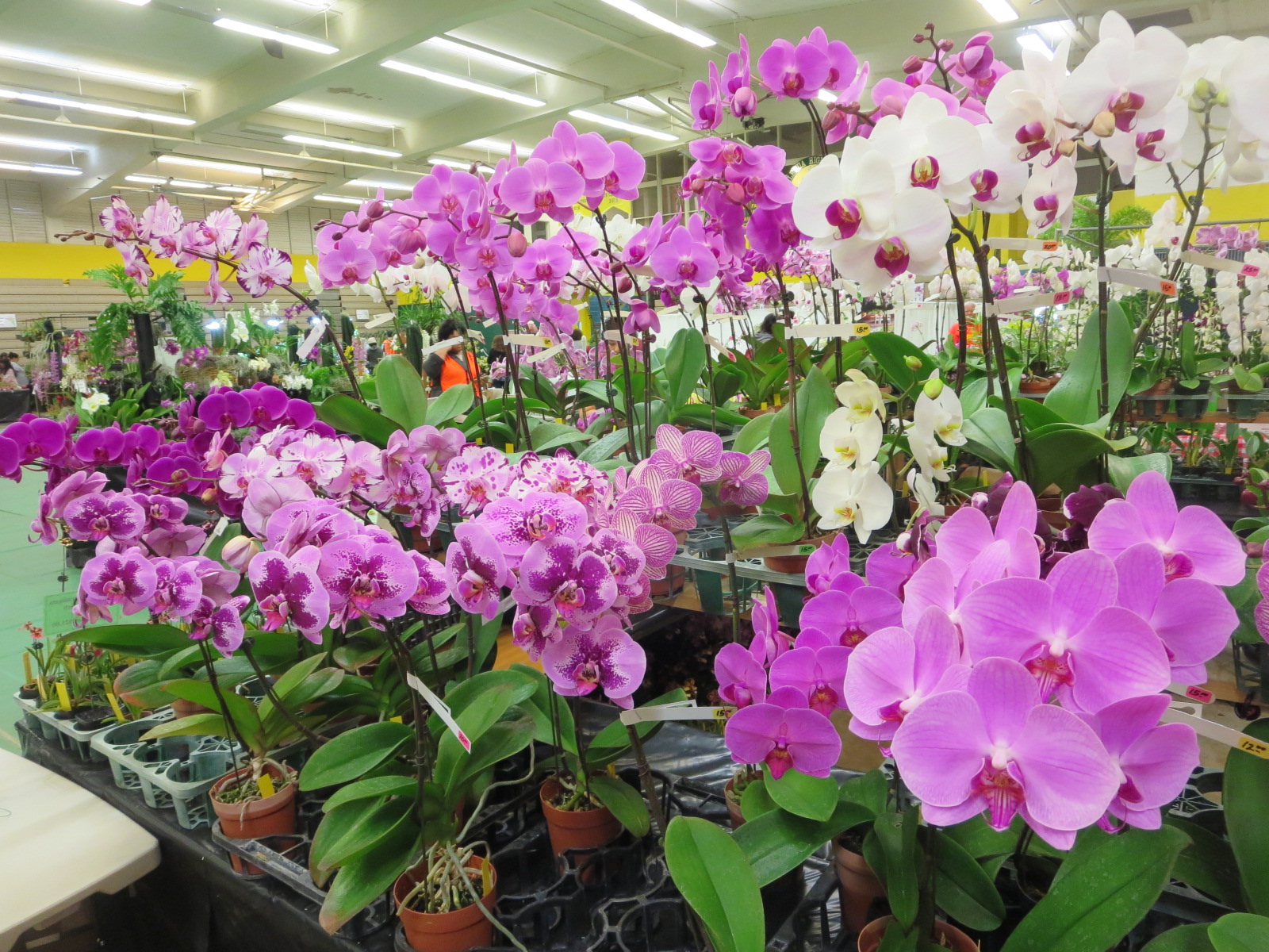 Aiea Orchid Club ｱｲｴｱ蘭の会 2019 03 22 Kunia Show today some pictures