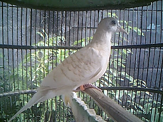 Foto Gambar Burung Perkutut/Merbuk Foto Gambar Burung Perkutut/Merbuk