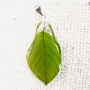 feuille de bourdaine