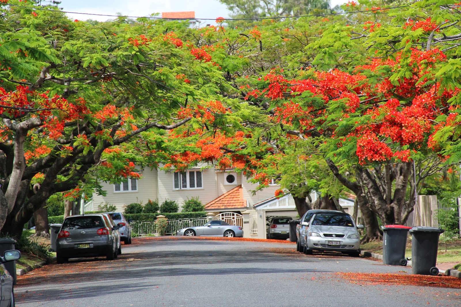 Australia Brisbane Mission THE LOVELY POINCIANA TREE