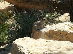 Squirrel at the Grand Canyon