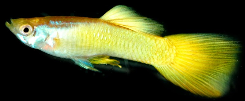 Swordtail Guppies: A Discussion of the Micariff Phenotype ...
