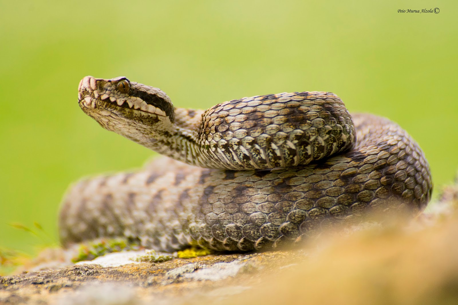 Peio Murua - Fotografía de naturaleza: Víbora Aspid / Vipera aspis