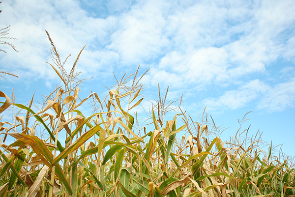 Go Great Lakes Bay, Michigan: aMAZEing fun at Pumpkin Patch!