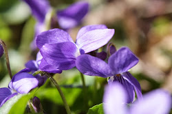 Envie de printemps