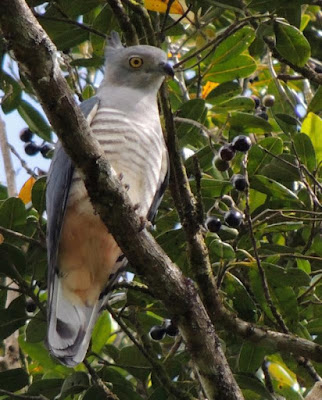 Pacific Baza