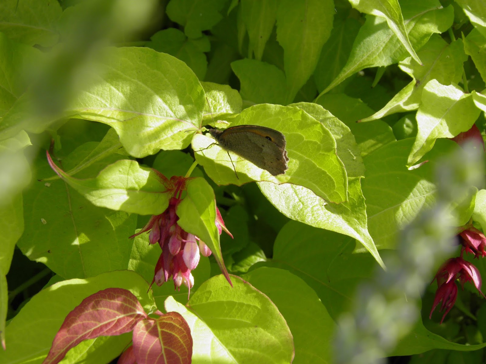 Pigeonnieresplendy2 L Arbre Aux Faisans