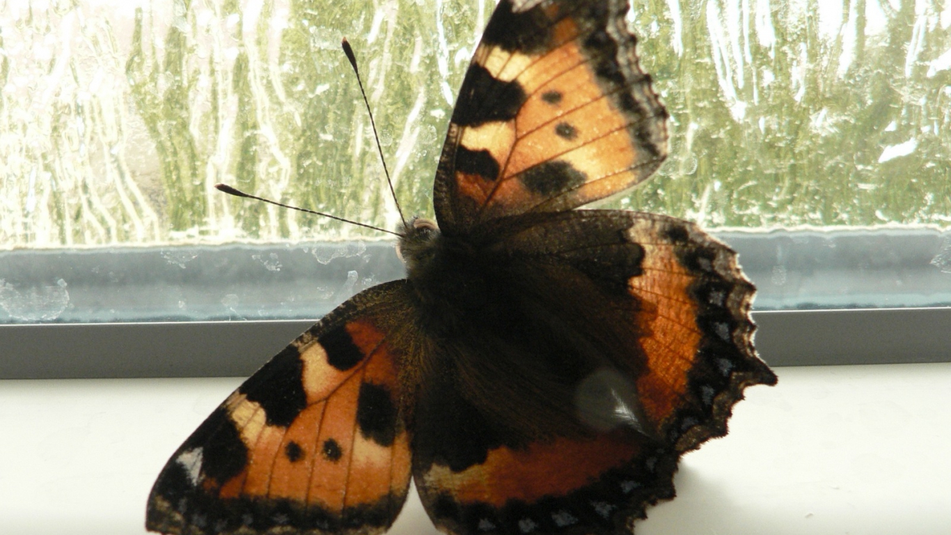 Бабочки влетают в дом. Бабочки на окна. В квартиру залетела бабочка коричневая. Картинки бабочка залетела в дом в деревне. К чему бабочка залетает в дом летом.
