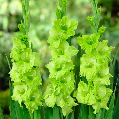 Flower Homes: Gladiolus Flowers