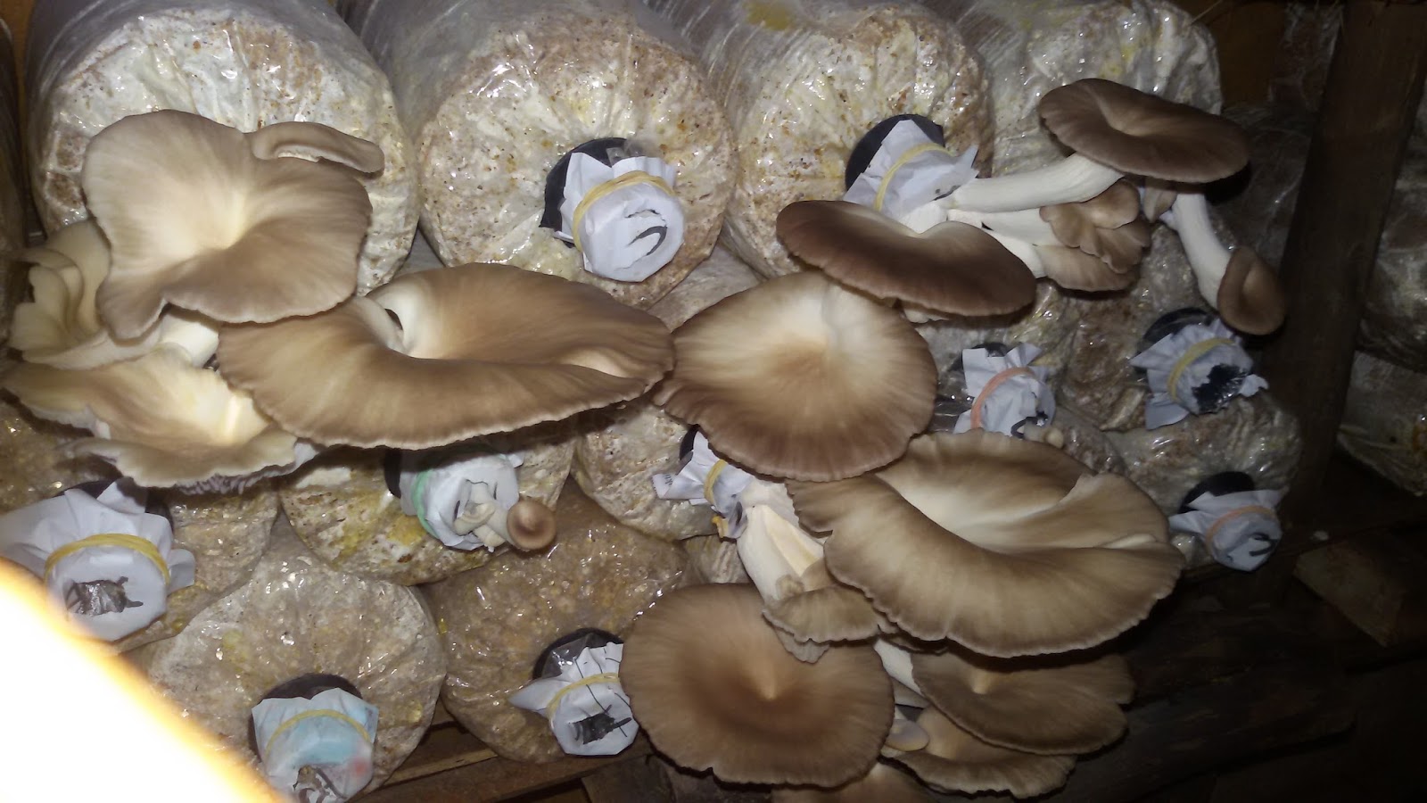 Mengenal Jenisjenis Jamur Tiram Jual Bibit F0, F1, F2 dan Baglog