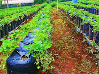 Kebun Strawberry Cibuntu: Cara Menikmati Wisata Alam dan Edukasi Unik Kebun Strawberry Cibuntu: Cara Menikmati Wisata Alam dan Edukasi Unik