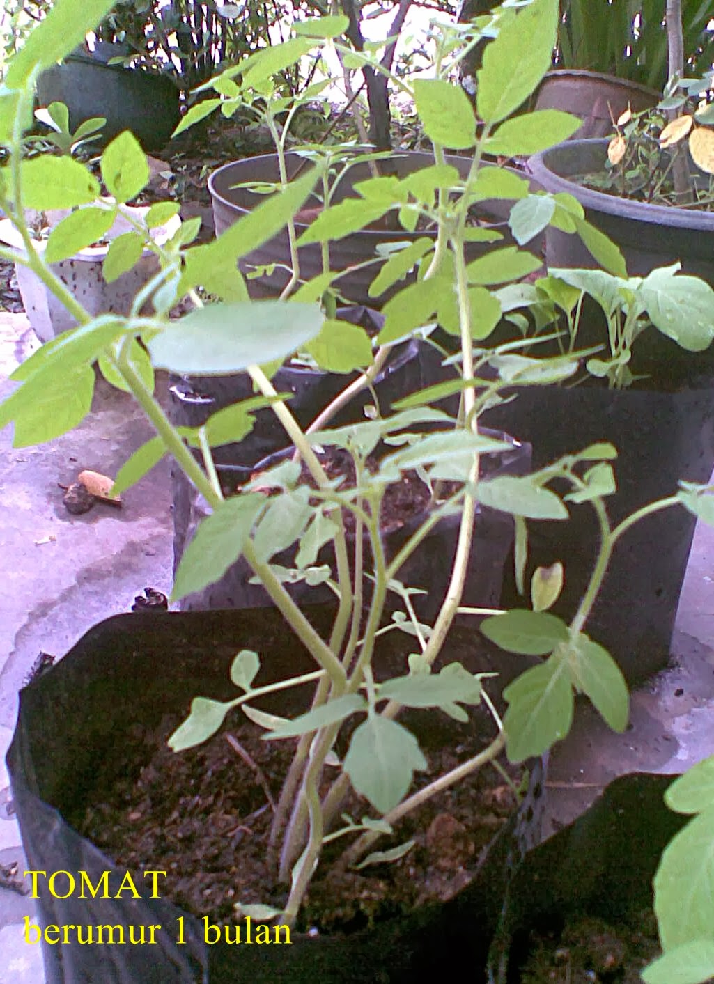 Morfologi Tumbuhan: Tanaman Tomat,Terong,dan Cabe umur 1 bulan