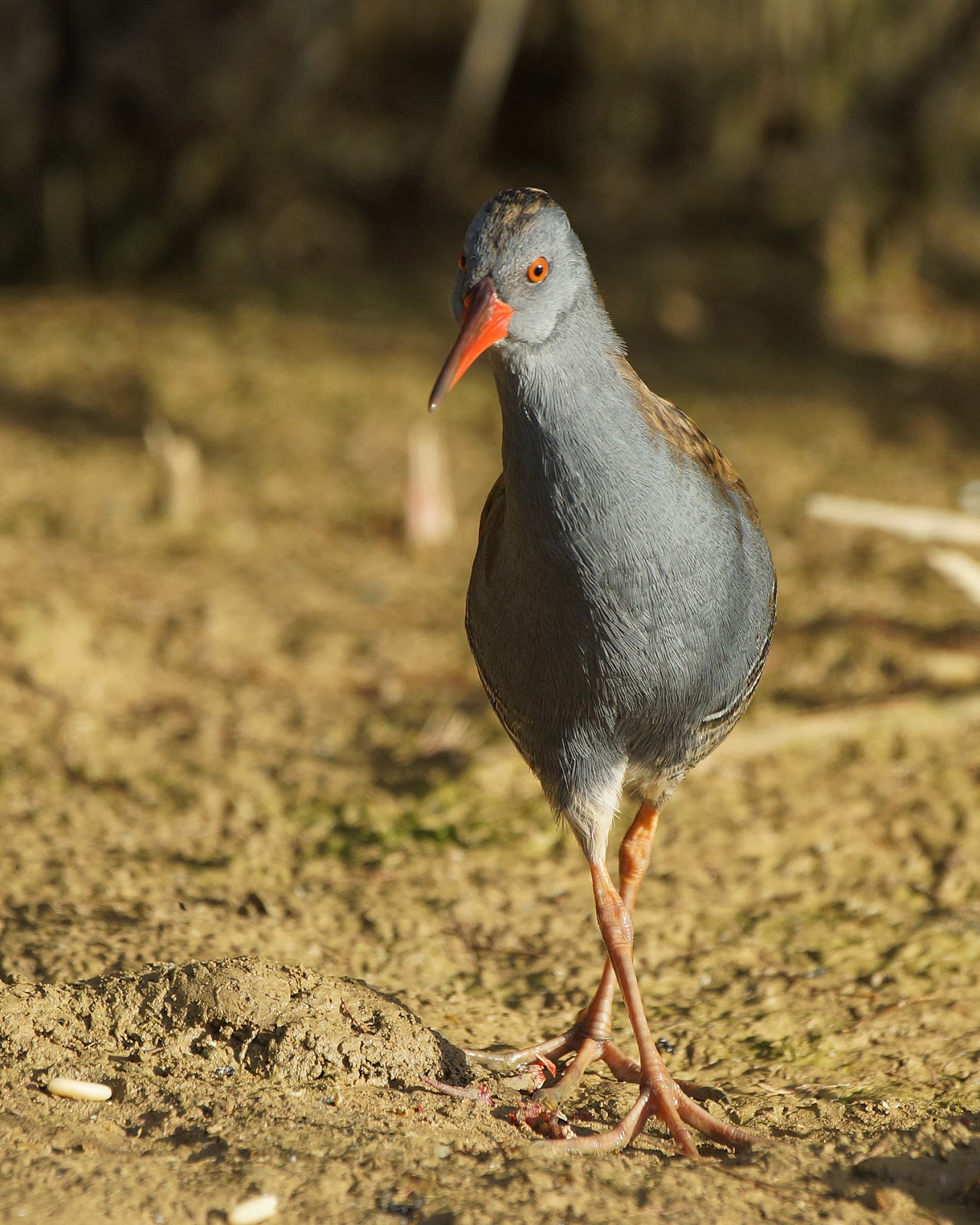 Pasión por las aves: Rascón común.(Rallus aquaticus)