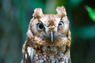 pissed+off+owl.jpg