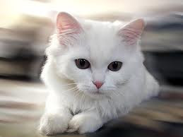 صور قطط بيضاء صور قطط بيضاء