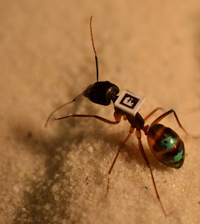 Hormiga identificada con código QR y color