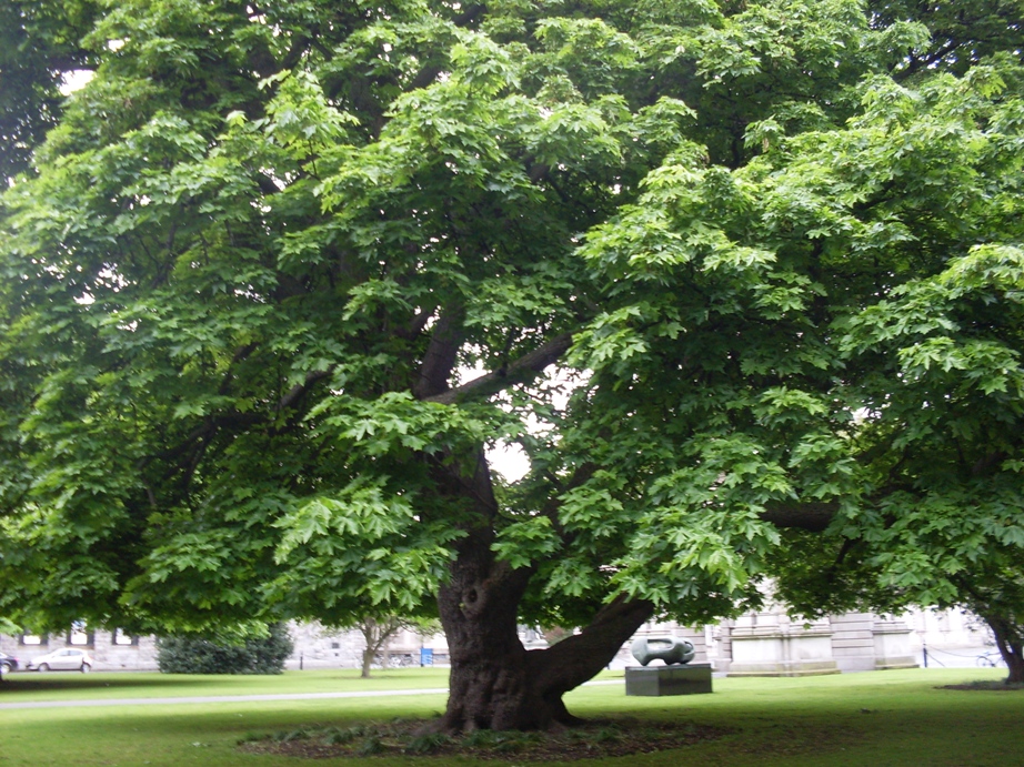 Plant information center ☆Sharon's Sunlit Memories☆: For the Love of Trees - A Poem