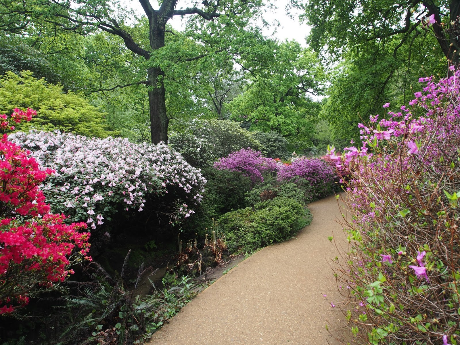 Bill's Birding Isabella Plantation
