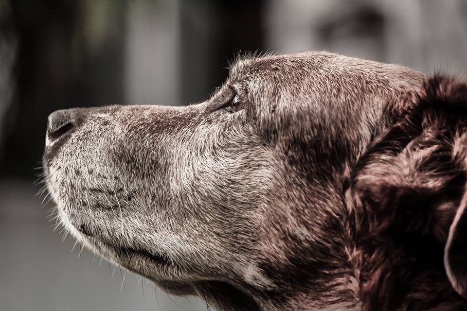 gli animali ingrossano la prostata?