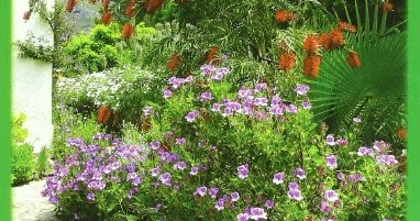 Obtener resultado Your garden in spain: From Planning to Planting and